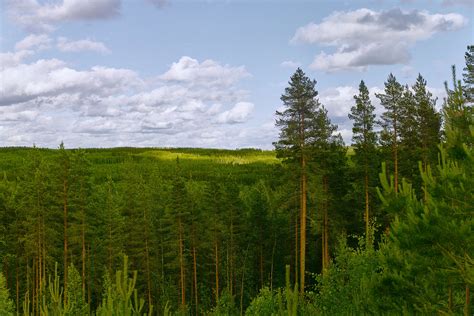 metsä forest latvia.